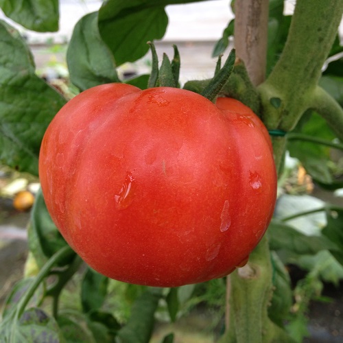 Tomato Super Marmande
